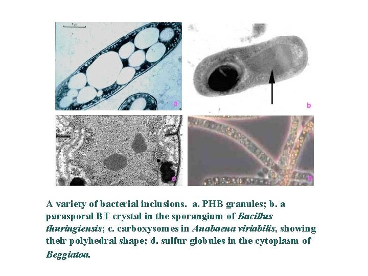 A variety of bacterial inclusions. a. PHB granules; b. a parasporal BT crystal in