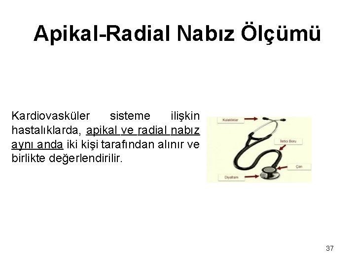 Apikal-Radial Nabız Ölçümü Kardiovasküler sisteme ilişkin hastalıklarda, apikal ve radial nabız aynı anda iki