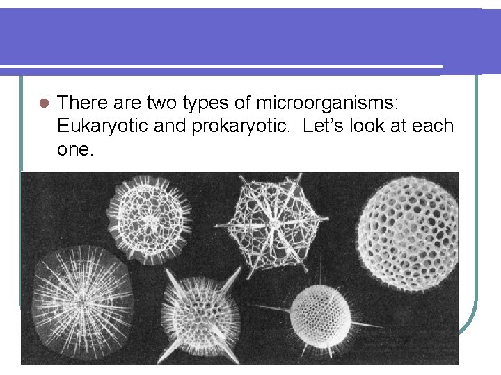l There are two types of microorganisms: Eukaryotic and prokaryotic. Let’s look at each