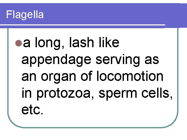 Flagella la long, lash like appendage serving as an organ of locomotion in protozoa,