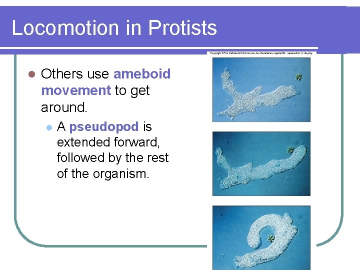 Locomotion in Protists l Others use ameboid movement to get around. l A pseudopod