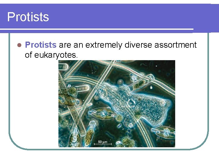 Protists l Protists are an extremely diverse assortment of eukaryotes. 