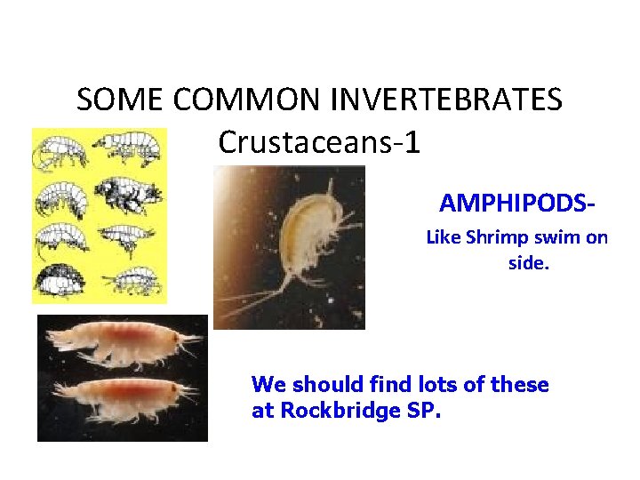 SOME COMMON INVERTEBRATES Crustaceans-1 AMPHIPODSLike Shrimp swim on side. We should find lots of