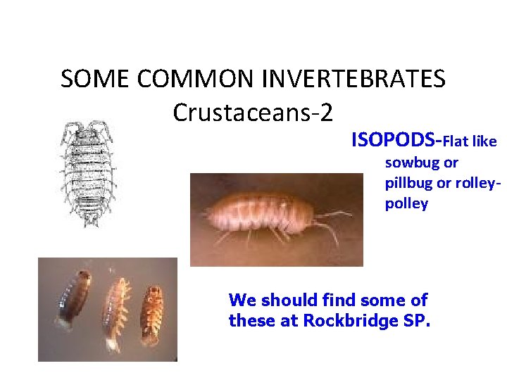SOME COMMON INVERTEBRATES Crustaceans-2 ISOPODS-Flat like sowbug or pillbug or rolleypolley We should find