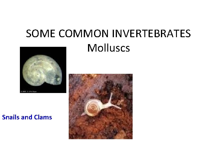 SOME COMMON INVERTEBRATES Molluscs Snails and Clams 