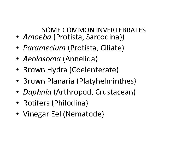 • • SOME COMMON INVERTEBRATES Amoeba (Protista, Sarcodina)) Paramecium (Protista, Ciliate) Aeolosoma (Annelida)