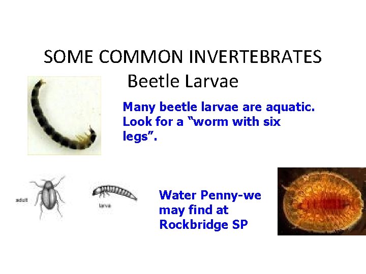 SOME COMMON INVERTEBRATES Beetle Larvae Many beetle larvae are aquatic. Look for a “worm