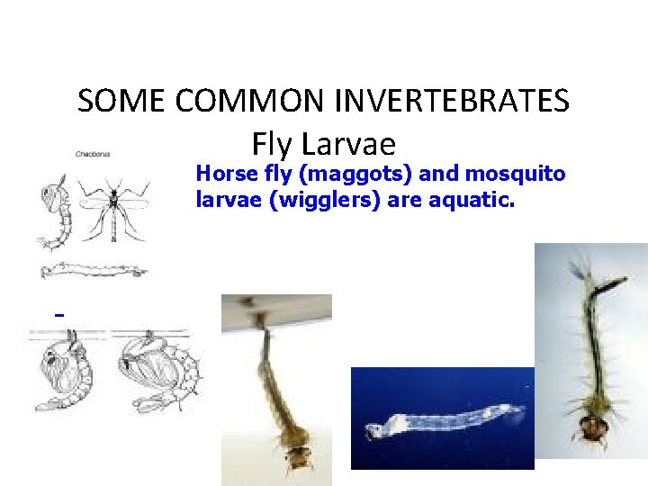 SOME COMMON INVERTEBRATES Fly Larvae Horse fly (maggots) and mosquito larvae (wigglers) are aquatic.