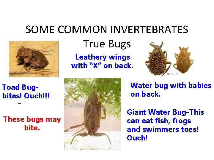 SOME COMMON INVERTEBRATES True Bugs Leathery wings with “X” on back. Toad Bugbites! Ouch!!!