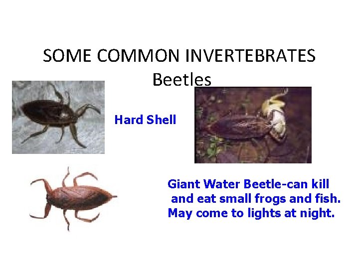 SOME COMMON INVERTEBRATES Beetles Hard Shell Giant Water Beetle-can kill and eat small frogs