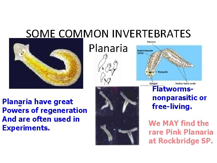 SOME COMMON INVERTEBRATES Planaria have great Powers of regeneration And are often used in