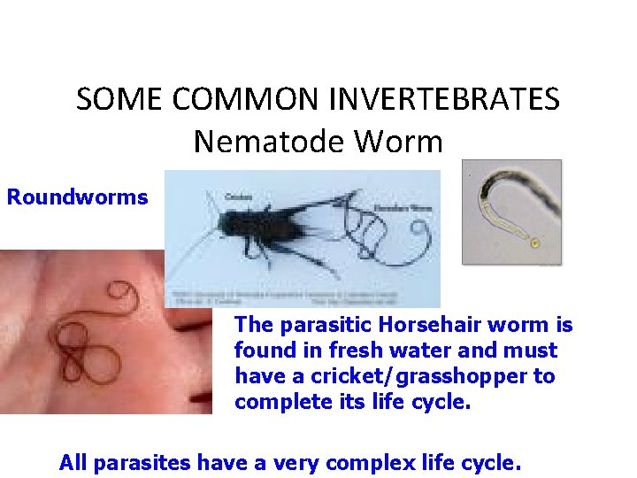 SOME COMMON INVERTEBRATES Nematode Worm Roundworms The parasitic Horsehair worm is found in fresh