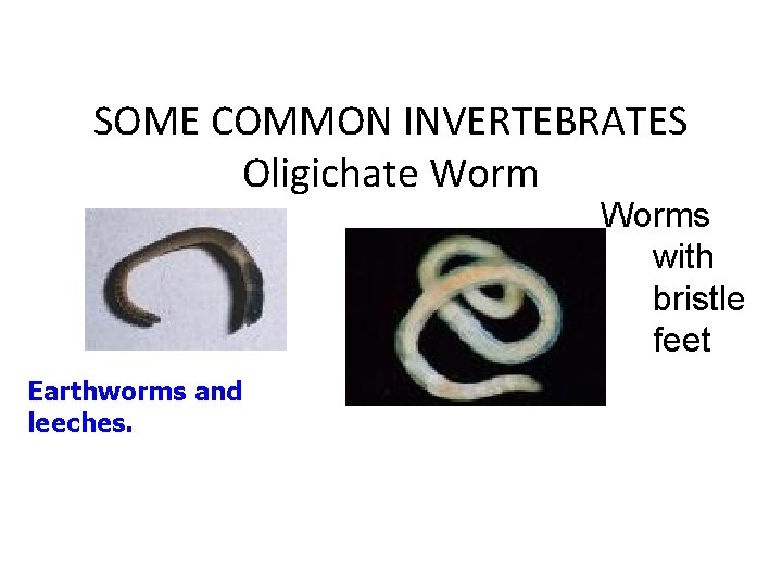 SOME COMMON INVERTEBRATES Oligichate Worms with bristle feet Earthworms and leeches. 