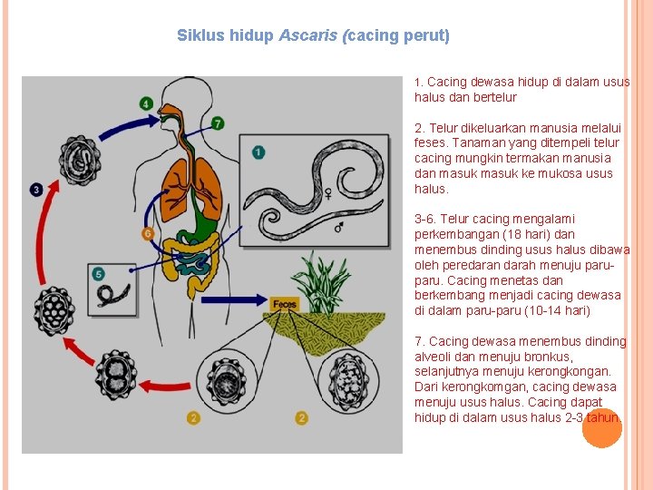 Siklus hidup Ascaris (cacing perut) 1. Cacing dewasa hidup di dalam usus halus dan