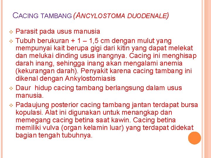 CACING TAMBANG (ANCYLOSTOMA DUODENALE) Parasit pada usus manusia v Tubuh berukuran + 1 –