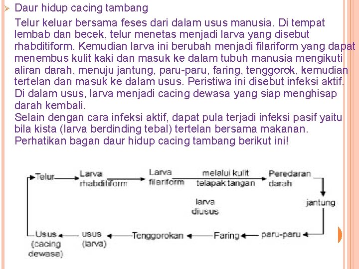 Ø Daur hidup cacing tambang Telur keluar bersama feses dari dalam usus manusia. Di