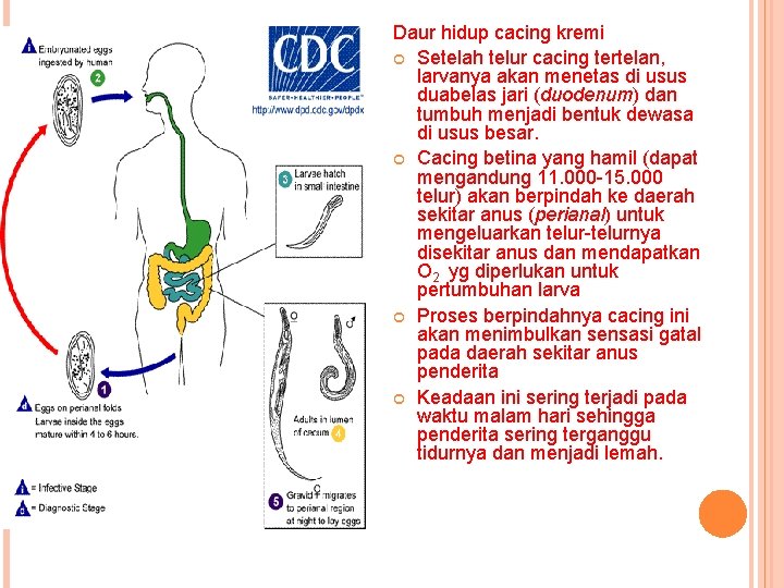 Daur hidup cacing kremi Setelah telur cacing tertelan, larvanya akan menetas di usus duabelas