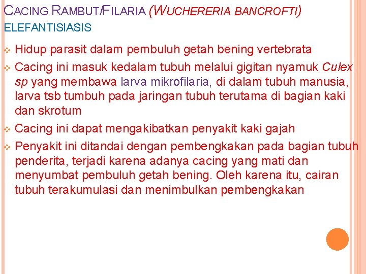 CACING RAMBUT/FILARIA (WUCHERERIA BANCROFTI) ELEFANTISIASIS Hidup parasit dalam pembuluh getah bening vertebrata v Cacing