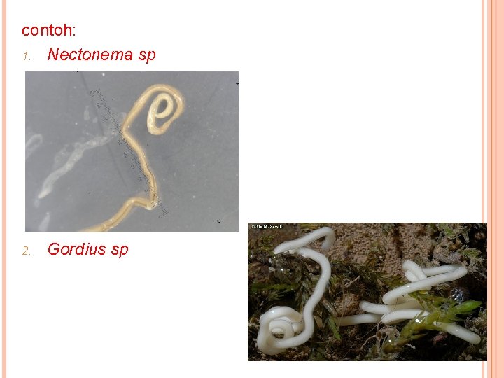 contoh: 1. Nectonema sp 2. Gordius sp 