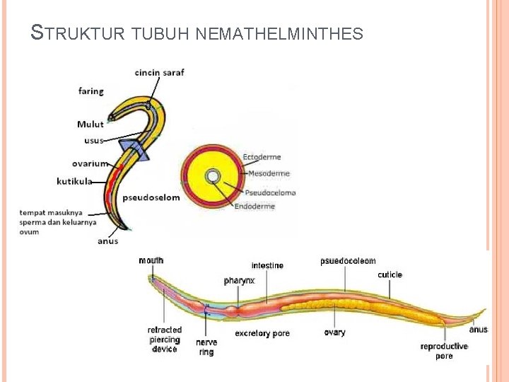 STRUKTUR TUBUH NEMATHELMINTHES 