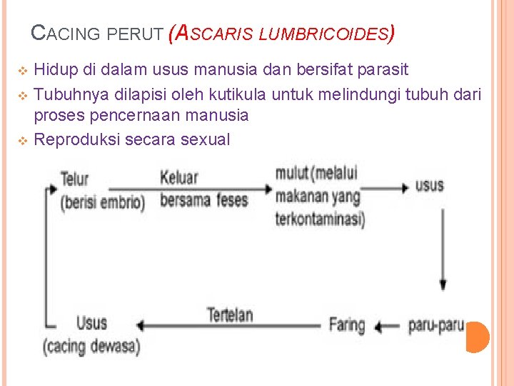 CACING PERUT (ASCARIS LUMBRICOIDES) Hidup di dalam usus manusia dan bersifat parasit v Tubuhnya