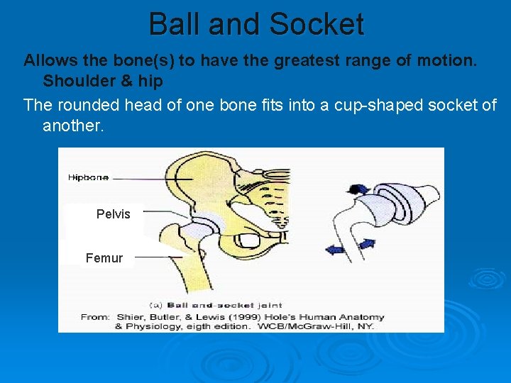 Ball and Socket Allows the bone(s) to have the greatest range of motion. Shoulder Ball and Socket Allows the bone(s) to have the greatest range of motion. Shoulder