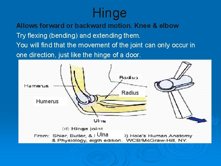 Hinge Allows forward or backward motion. Knee & elbow Try flexing (bending) and extending Hinge Allows forward or backward motion. Knee & elbow Try flexing (bending) and extending