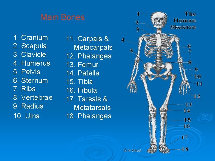 Main Bones 1. Cranium 2. Scapula 3. Clavicle 4. Humerus 5. Pelvis 6. Sternum Main Bones 1. Cranium 2. Scapula 3. Clavicle 4. Humerus 5. Pelvis 6. Sternum