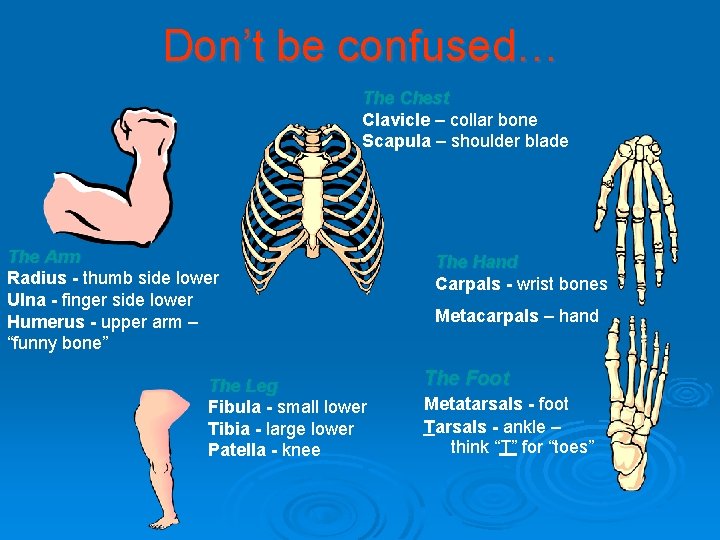 Don’t be confused… The Chest Clavicle – collar bone Scapula – shoulder blade The Don’t be confused… The Chest Clavicle – collar bone Scapula – shoulder blade The