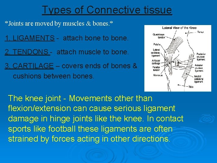 Types of Connective tissue *Joints are moved by muscles & bones. * 1. LIGAMENTS Types of Connective tissue *Joints are moved by muscles & bones. * 1. LIGAMENTS