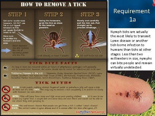 Requirement 1 a Nymph ticks are actually the most likely to transmit Lyme disease