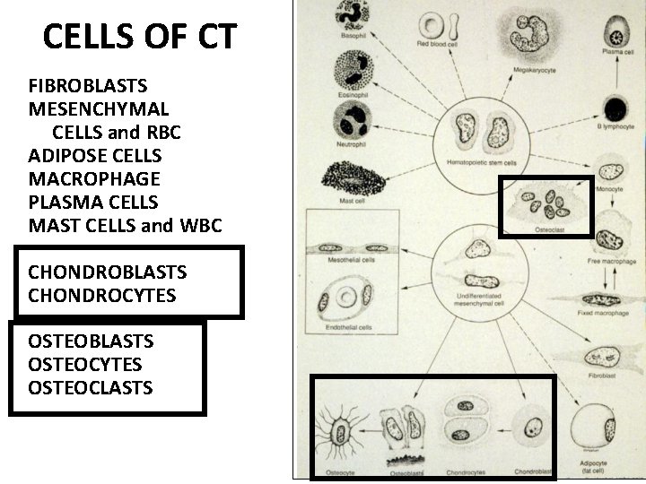 CELLS OF CT FIBROBLASTS MESENCHYMAL CELLS and RBC ADIPOSE CELLS MACROPHAGE PLASMA CELLS MAST