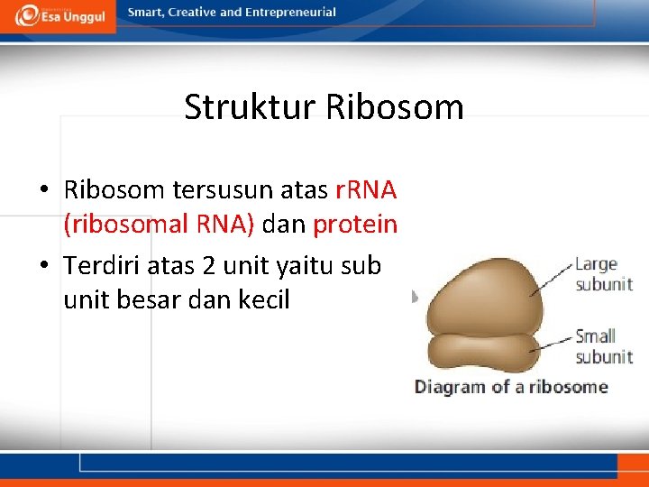 Struktur Ribosom • Ribosom tersusun atas r. RNA (ribosomal RNA) dan protein • Terdiri