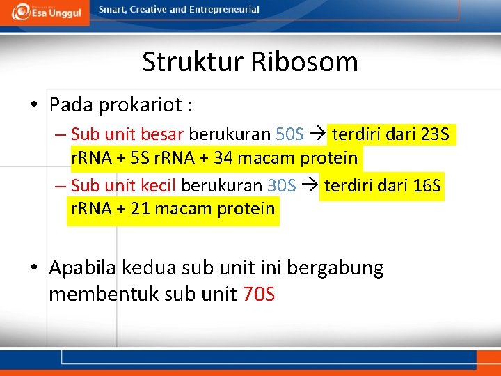 Struktur Ribosom • Pada prokariot : – Sub unit besar berukuran 50 S terdiri