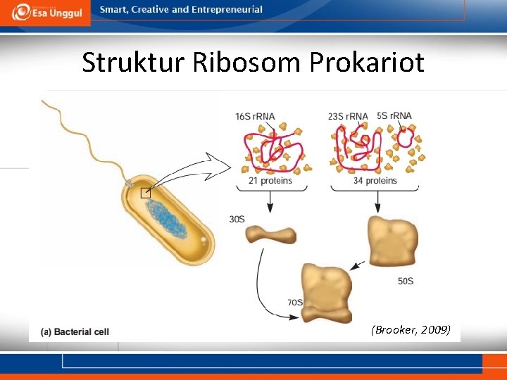 Struktur Ribosom Prokariot (Brooker, 2009) 