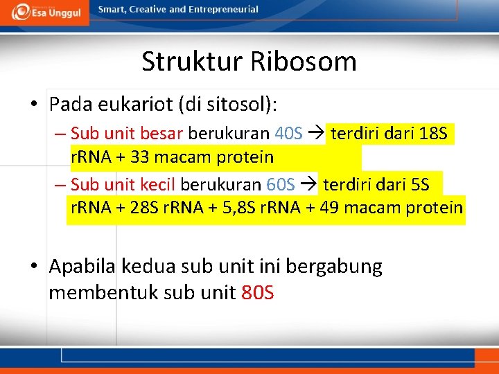 Struktur Ribosom • Pada eukariot (di sitosol): – Sub unit besar berukuran 40 S