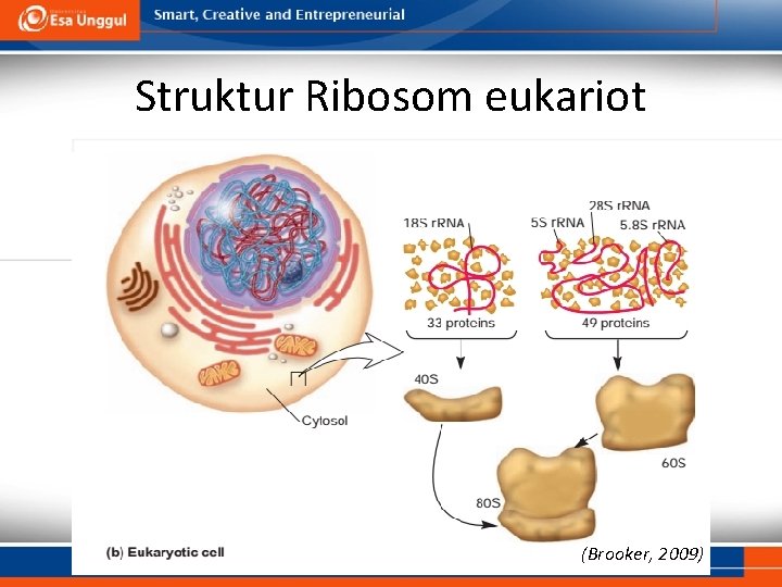 Struktur Ribosom eukariot (Brooker, 2009) 