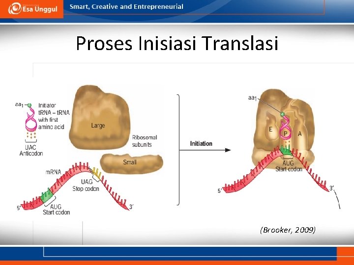 Proses Inisiasi Translasi (Brooker, 2009) 