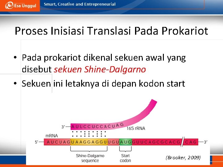 Proses Inisiasi Translasi Pada Prokariot • Pada prokariot dikenal sekuen awal yang disebut sekuen