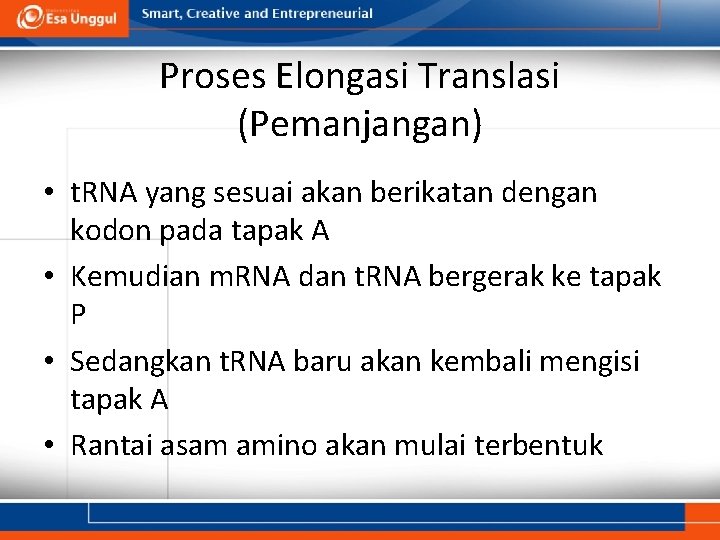 Proses Elongasi Translasi (Pemanjangan) • t. RNA yang sesuai akan berikatan dengan kodon pada