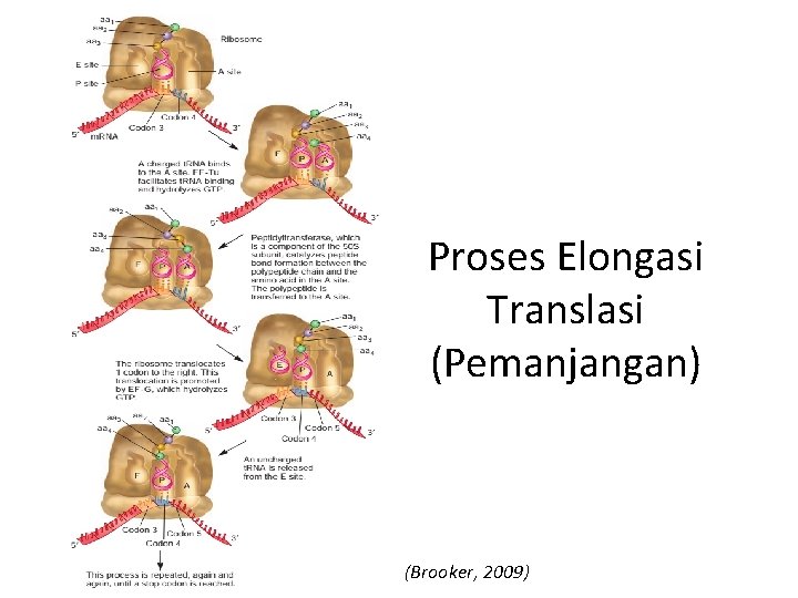 Proses Elongasi Translasi (Pemanjangan) (Brooker, 2009) 