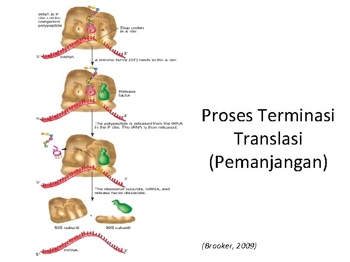 Proses Terminasi Translasi (Pemanjangan) (Brooker, 2009) 