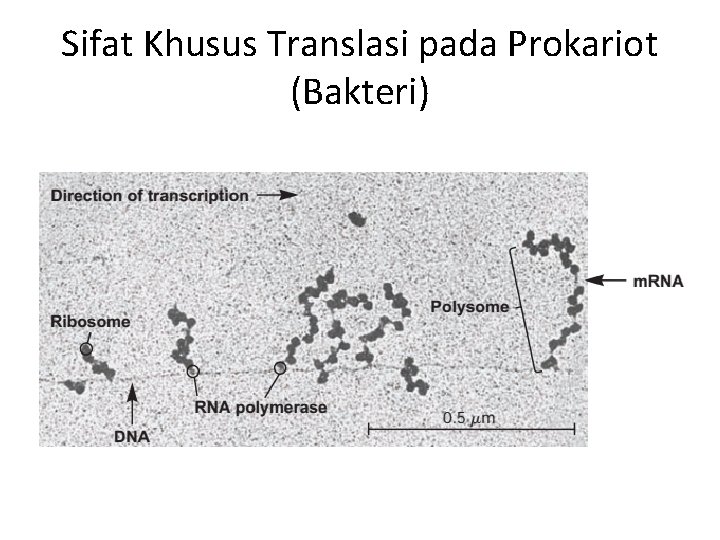 Sifat Khusus Translasi pada Prokariot (Bakteri) 