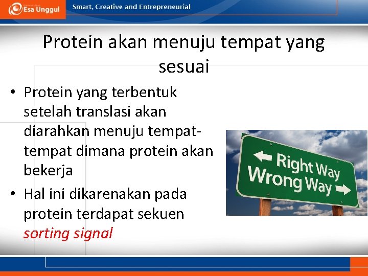 Protein akan menuju tempat yang sesuai • Protein yang terbentuk setelah translasi akan diarahkan