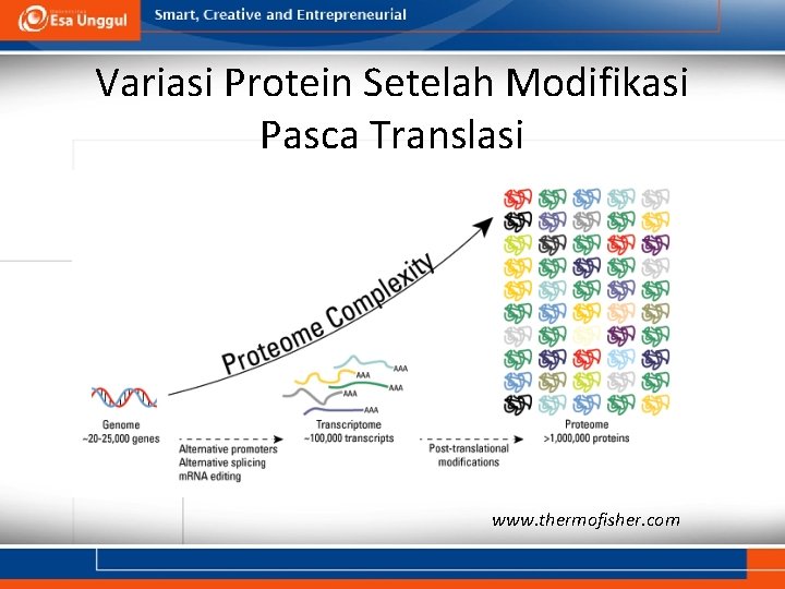 Variasi Protein Setelah Modifikasi Pasca Translasi www. thermofisher. com 
