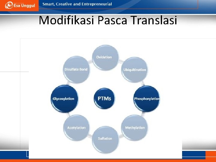 Modifikasi Pasca Translasi 