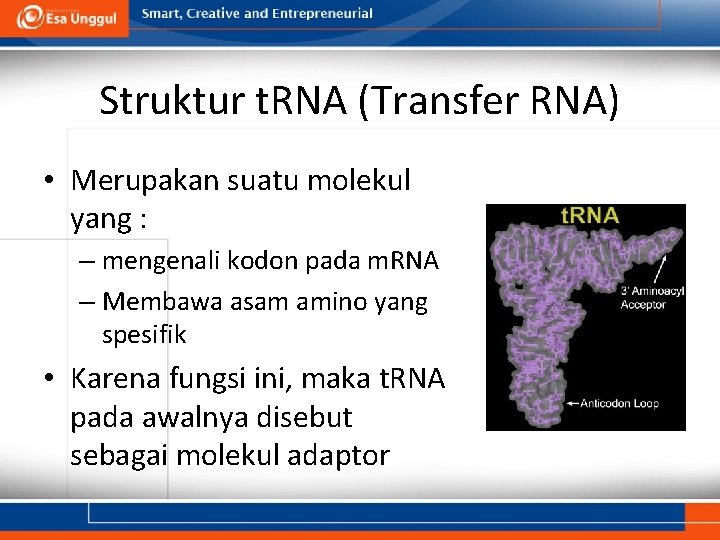 Struktur t. RNA (Transfer RNA) • Merupakan suatu molekul yang : – mengenali kodon