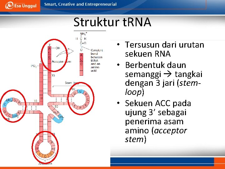 Struktur t. RNA • Tersusun dari urutan sekuen RNA • Berbentuk daun semanggi tangkai