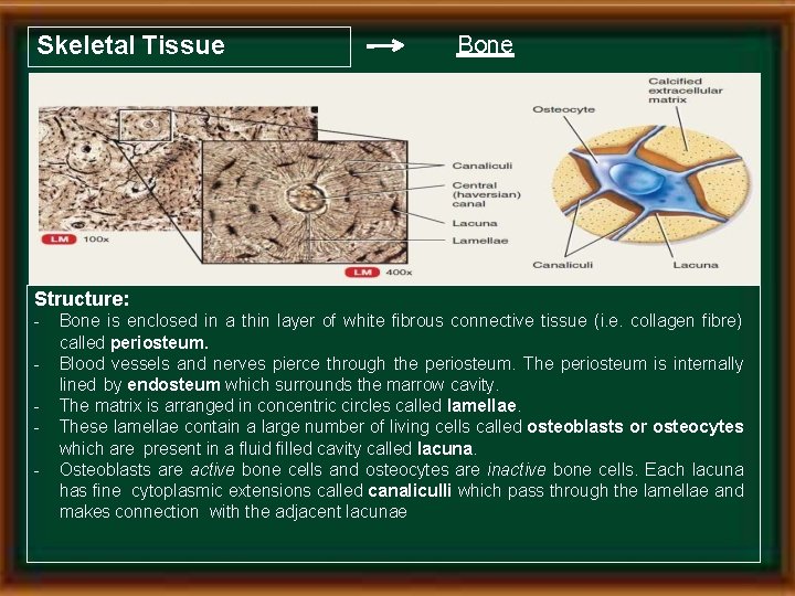 Skeletal Tissue Bone Structure: - Bone is enclosed in a thin layer of white