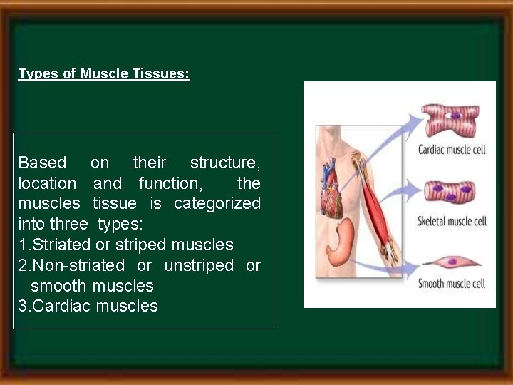Types of Muscle Tissues: Based on their structure, location and function, the muscles tissue